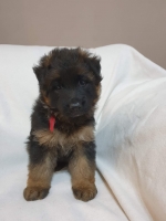 vom Trojangold, hodowla Owczarków Niemieckich Długowłosych