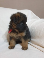 vom Trojangold, hodowla Owczarków Niemieckich Długowłosych