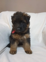 vom Trojangold, hodowla Owczarków Niemieckich Długowłosych