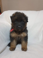 vom Trojangold, hodowla Owczarków Niemieckich Długowłosych