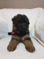 vom Trojangold, hodowla Owczarków Niemieckich Długowłosych