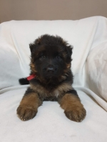 vom Trojangold, hodowla Owczarków Niemieckich Długowłosych