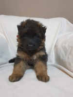 vom Trojangold, hodowla Owczarków Niemieckich Długowłosych