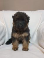 vom Trojangold, hodowla Owczarków Niemieckich Długowłosych