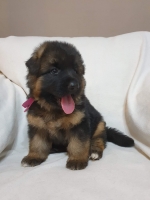 vom Trojangold, hodowla Owczarków Niemieckich Długowłosych