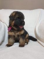 vom Trojangold, hodowla Owczarków Niemieckich Długowłosych