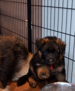 vom Trojangold, hodowla Owczarków Niemieckich Długowłosych