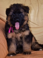 vom Trojangold, hodowla Owczarków Niemieckich Długowłosych