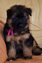 vom Trojangold, hodowla Owczarków Niemieckich Długowłosych