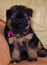 vom Trojangold, hodowla Owczarków Niemieckich Długowłosych