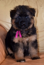 vom Trojangold, hodowla Owczarków Niemieckich Długowłosych