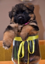 vom Trojangold, hodowla Owczarków Niemieckich Długowłosych