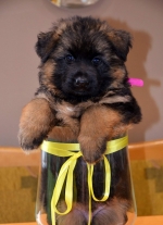 vom Trojangold, hodowla Owczarków Niemieckich Długowłosych