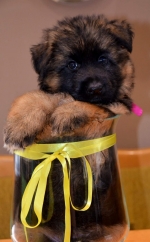 vom Trojangold, hodowla Owczarków Niemieckich Długowłosych