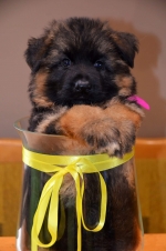 vom Trojangold, hodowla Owczarków Niemieckich Długowłosych