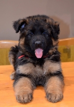 vom Trojangold, hodowla Owczarków Niemieckich Długowłosych