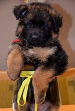 vom Trojangold, hodowla Owczarków Niemieckich Długowłosych