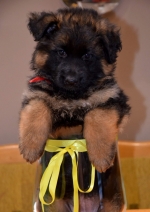 vom Trojangold, hodowla Owczarków Niemieckich Długowłosych