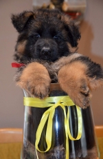 vom Trojangold, hodowla Owczarków Niemieckich Długowłosych