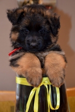 vom Trojangold, hodowla Owczarków Niemieckich Długowłosych