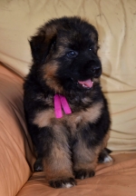 vom Trojangold, hodowla Owczarków Niemieckich Długowłosych