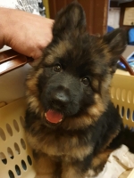 vom Trojangold, hodowla Owczarków Niemieckich Długowłosych