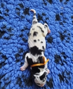 vom Trojangold, hodowla Owczarków Niemieckich Długowłosych