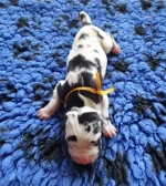 vom Trojangold, hodowla Owczarków Niemieckich Długowłosych