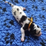 vom Trojangold, hodowla Owczarków Niemieckich Długowłosych