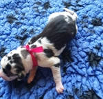 vom Trojangold, hodowla Owczarków Niemieckich Długowłosych