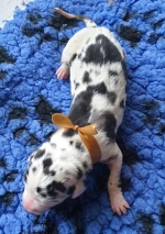 vom Trojangold, hodowla Owczarków Niemieckich Długowłosych