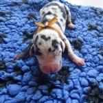 vom Trojangold, hodowla Owczarków Niemieckich Długowłosych