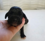 vom Trojangold, hodowla Owczarków Niemieckich Długowłosych