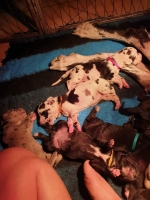 vom Trojangold, hodowla Owczarków Niemieckich Długowłosych