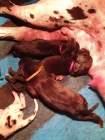 vom Trojangold, hodowla Owczarków Niemieckich Długowłosych