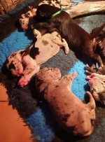 vom Trojangold, hodowla Owczarków Niemieckich Długowłosych