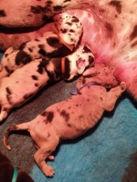 vom Trojangold, hodowla Owczarków Niemieckich Długowłosych