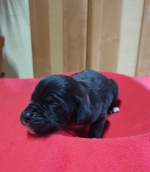 vom Trojangold, hodowla Owczarków Niemieckich Długowłosych