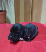 vom Trojangold, hodowla Owczarków Niemieckich Długowłosych