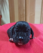 vom Trojangold, hodowla Owczarków Niemieckich Długowłosych