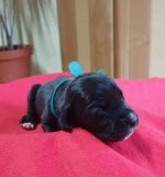 vom Trojangold, hodowla Owczarków Niemieckich Długowłosych