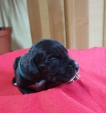 vom Trojangold, hodowla Owczarków Niemieckich Długowłosych