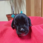 vom Trojangold, hodowla Owczarków Niemieckich Długowłosych