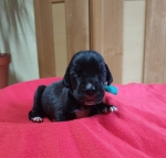 vom Trojangold, hodowla Owczarków Niemieckich Długowłosych