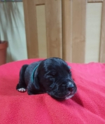 vom Trojangold, hodowla Owczarków Niemieckich Długowłosych