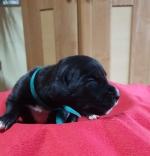 vom Trojangold, hodowla Owczarków Niemieckich Długowłosych