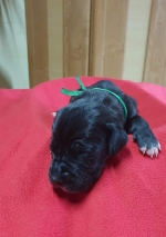 vom Trojangold, hodowla Owczarków Niemieckich Długowłosych