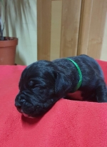 vom Trojangold, hodowla Owczarków Niemieckich Długowłosych