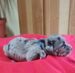 vom Trojangold, hodowla Owczarków Niemieckich Długowłosych