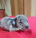 vom Trojangold, hodowla Owczarków Niemieckich Długowłosych